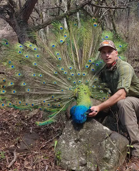Peacocks in Paradise
