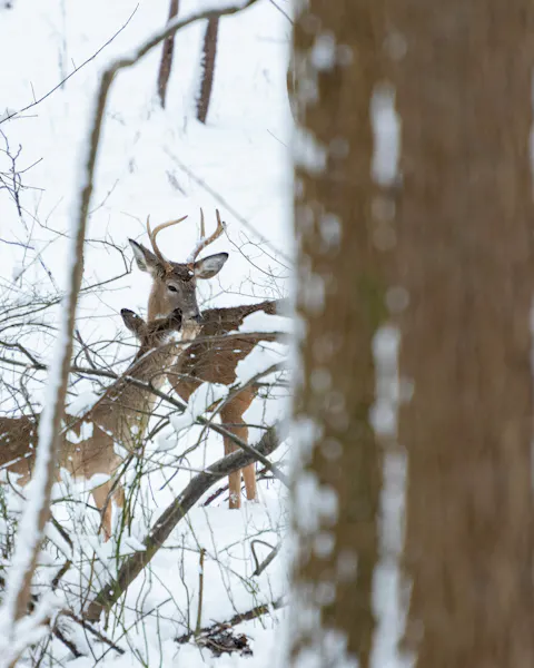 Deer Lure Usage for the Late Season